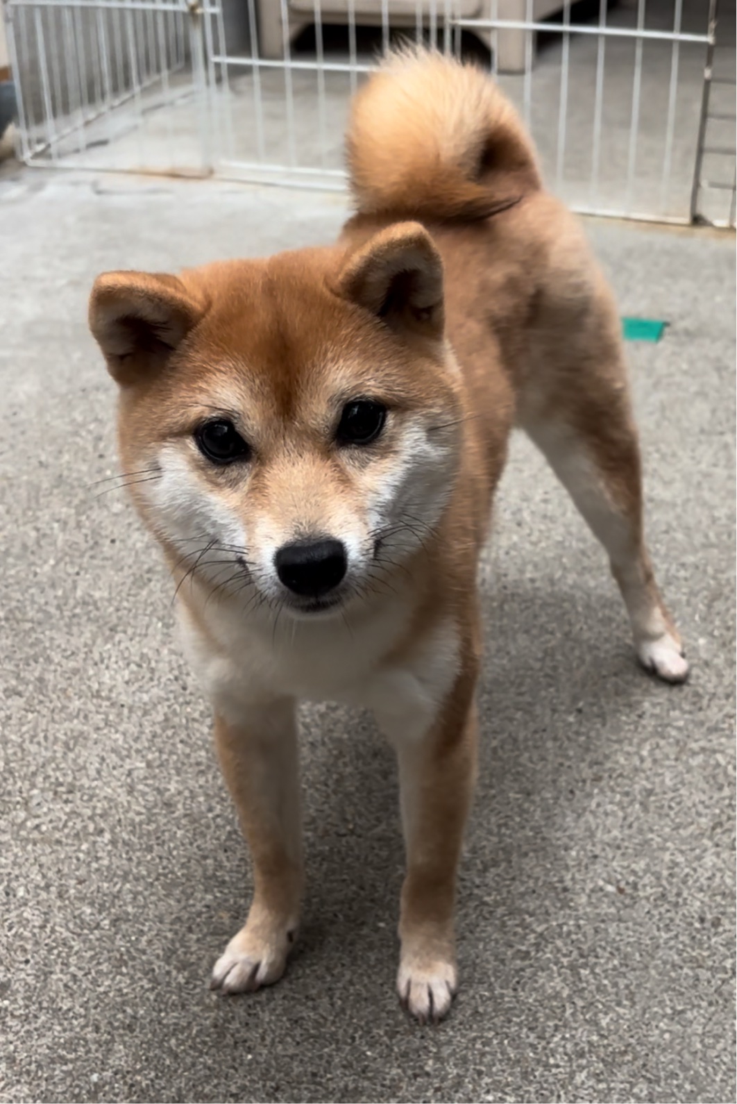 画像の説明 画像の説明